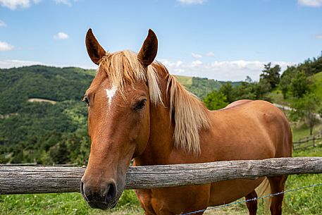 Horse riding Alta Langa